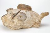Fossil Ammonite, Bivalve, and Belemnite Association - England #211929-2